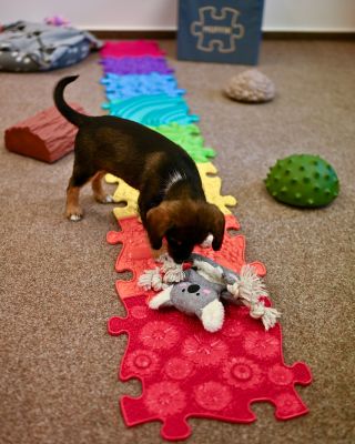 🐶 Amy - pies, który potrafi chodzić po tęczy! 🌈 Okej, brzmi to trochę jak bajka, ale nie jesteśmy daleko od...